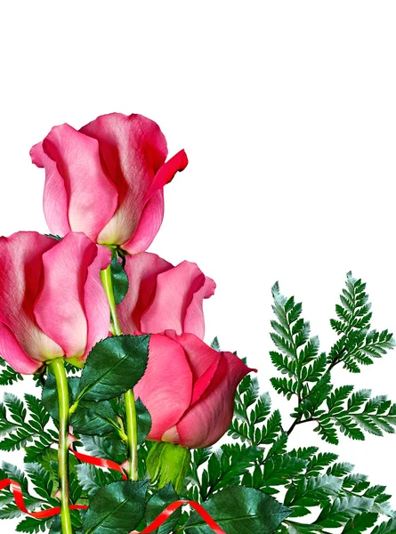 Bloemen, rozen — Stockfoto