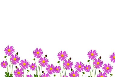 Beyaz arka planda izole edilmiş papatyalar.