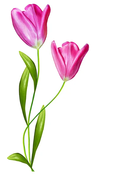 Spring flowers tulips isolated on white background — Stock Photo, Image