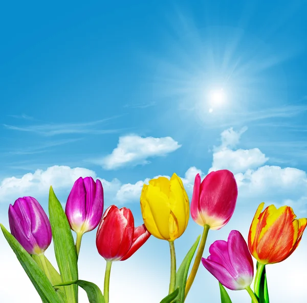 Flores da primavera tulipas no fundo do céu azul com nuvens — Fotografia de Stock