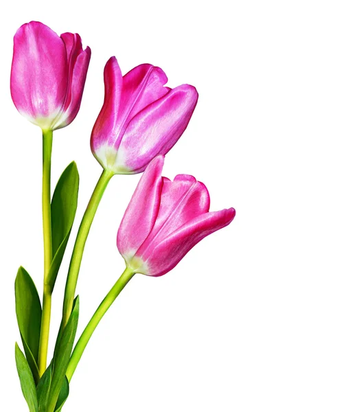 Flores, tulipanes — Foto de Stock