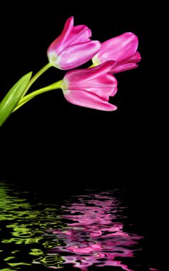 Siyah bir arka plan üzerinde izole Pembe Laleler