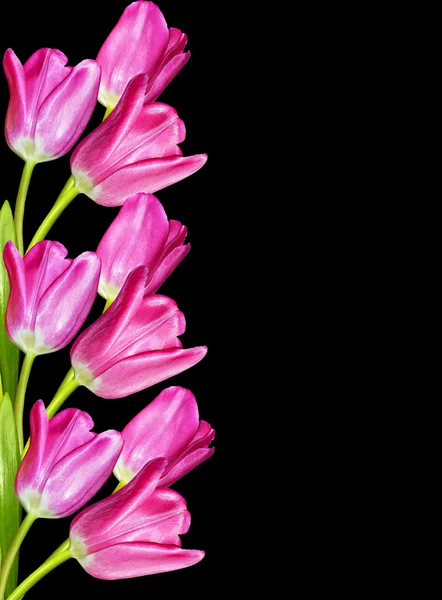 Розовые тюльпаны изолированы на черном фоне — стоковое фото