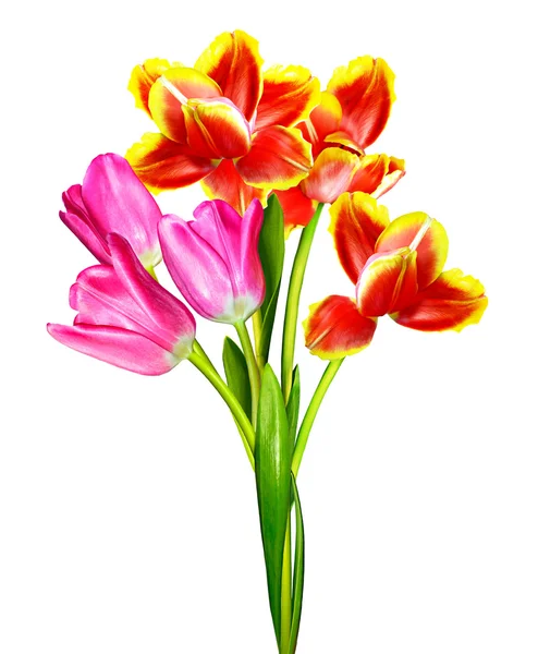Flowers, tulips — Stock Photo, Image