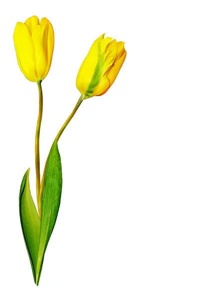 Yellow tulip — Stock Photo, Image