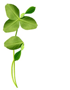 beyaz zemin üzerine dört yapraklı yonca