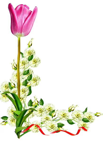 Spring flowers tulips isolated on white background — Stock Photo, Image