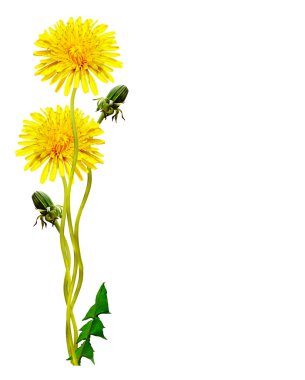 Karahindiba çiçekleri beyaz arkaplanda izole