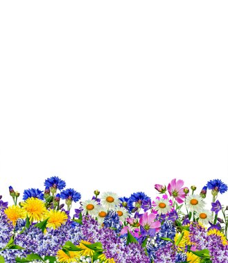 Beyaz arkaplanda izole çiçekler