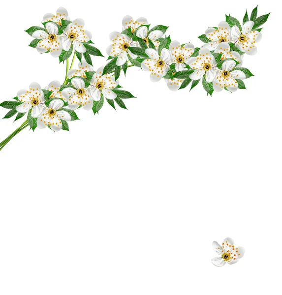 Ramo de flores de cerejeira isolado no fundo branco . — Fotografia de Stock
