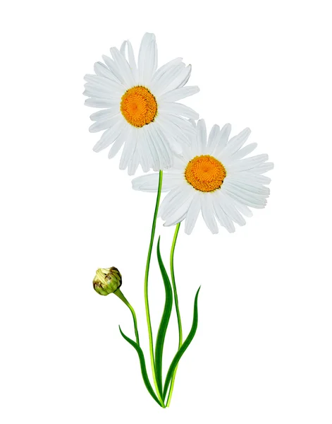 Daisies summer white flower isolated on white background — Stock Photo, Image