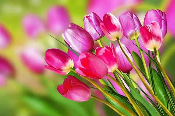 Flores cor de rosa e amarelo tulipas e narcisos — Fotografia de Stock