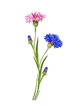 Beyaz arka plan üzerinde izole Peygamber çiçekler