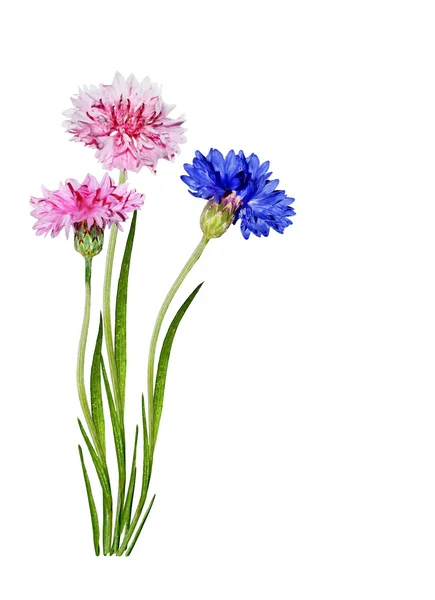 Flowers cornflowers isolated on white background — Stock Photo, Image