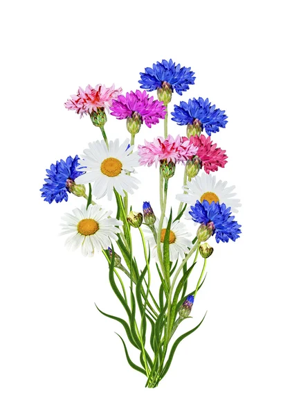 Flowers cornflowers isolated on white background — Stock Photo, Image