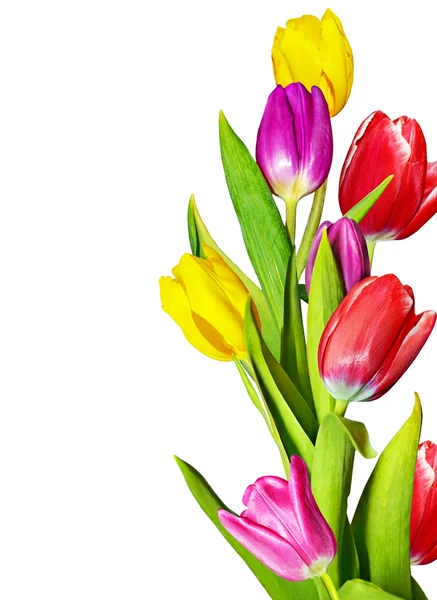 Lente bloemen tulpen geïsoleerd op witte achtergrond — Stockfoto