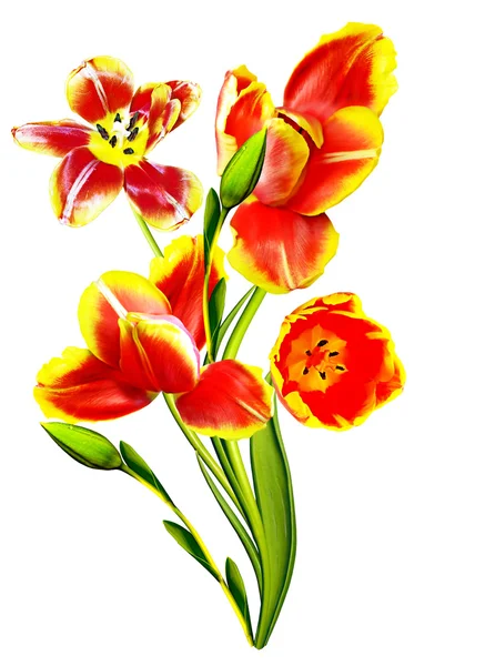 Fiori primaverili tulipani isolati su sfondo bianco — Foto Stock