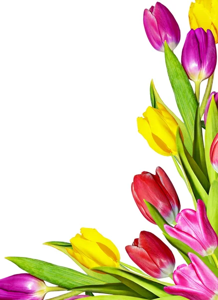 Lente bloemen tulpen geïsoleerd op witte achtergrond — Stockfoto