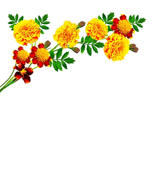 Marigold flowers isolated on white background — Stock Photo, Image