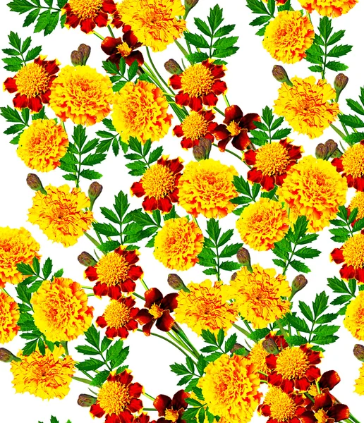 Marigold flowers isolated on white background — Stock Photo, Image