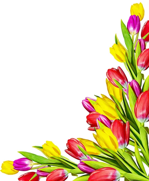 Flowers, tulips — Stock Photo, Image