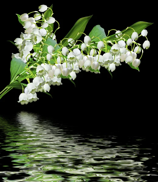 De tak van lelies van de vallei bloemen geïsoleerd op zwarte bac — Stockfoto