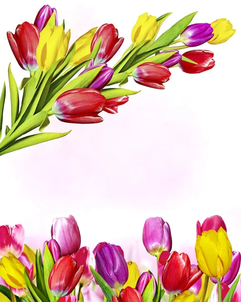 Flowers tulips — Stock Photo, Image