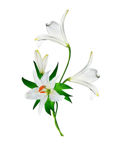 Lily flowers isolated on white background — Stock Photo, Image