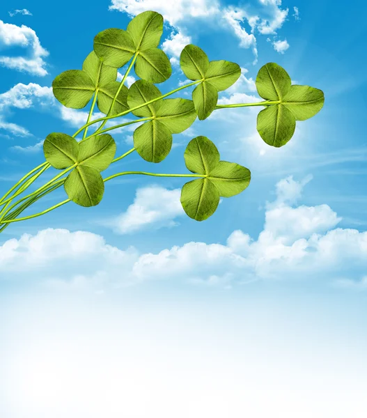 Background of clover — Stock Photo, Image