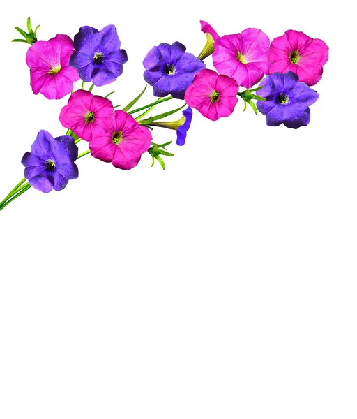 Ébredj virág elszigetelt fehér background — Stock Fotó