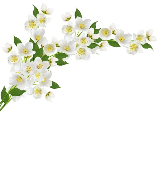 Tak van jasmijn bloemen geïsoleerd op witte achtergrond — Stockfoto