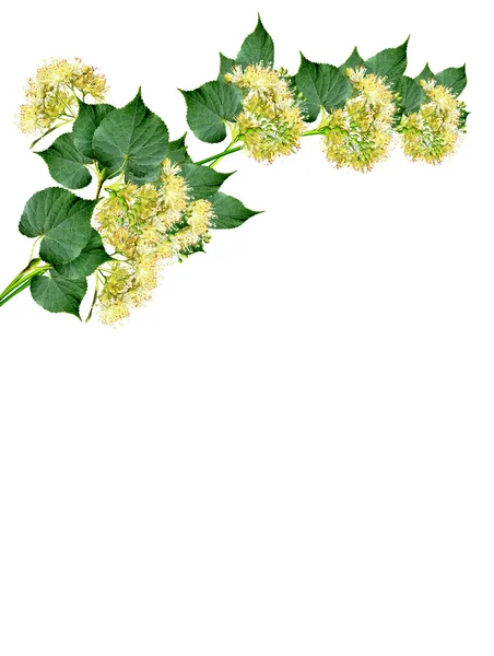 Linden flowers on a white background — Stock Photo, Image