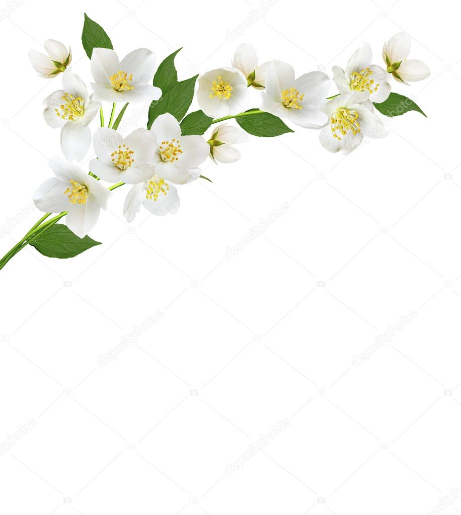 Branch of jasmine flowers isolated on white background