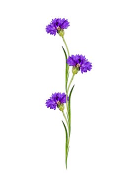 Beyaz arka plan üzerinde izole Peygamber çiçekler