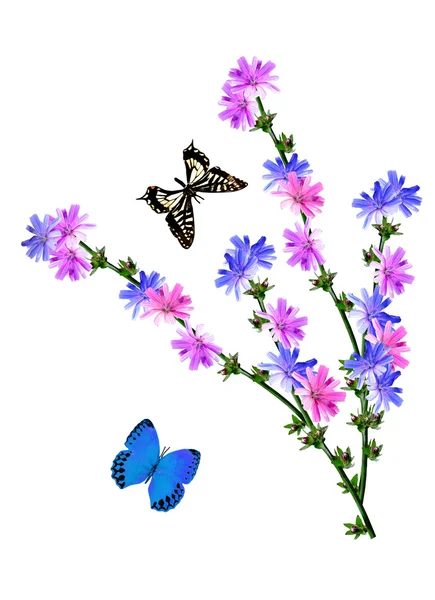 Fleurs bleuets isolés sur fond blanc. papillons — Photo