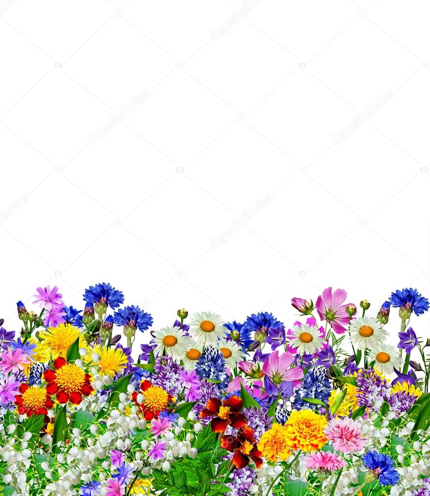 flowers isolated on white background