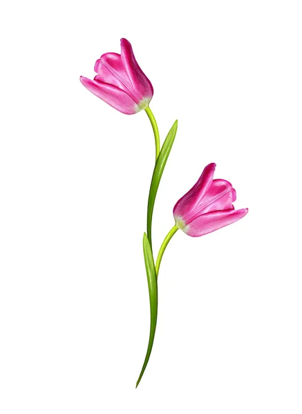 Spring flowers tulips isolated on white background — Stock Photo, Image