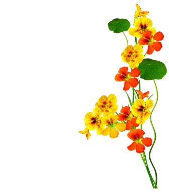 Beyaz arkaplanda izole edilmiş nasturtium çiçekleri