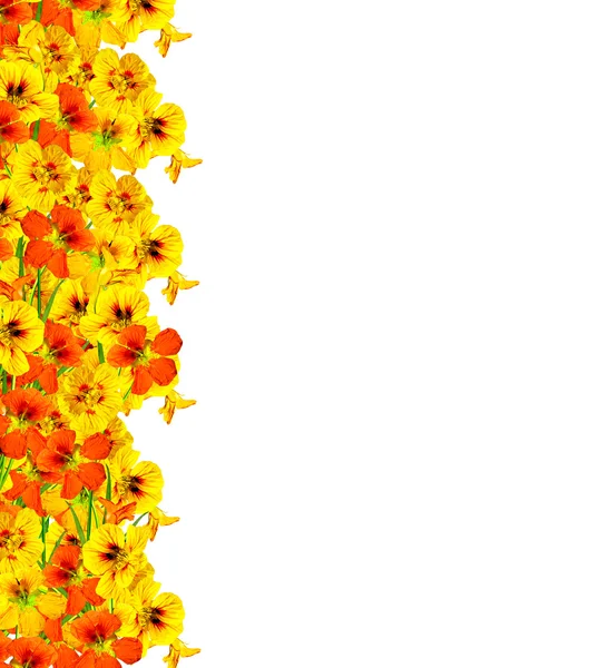 Nasturtium flowers isolated on white background — Stock Photo, Image