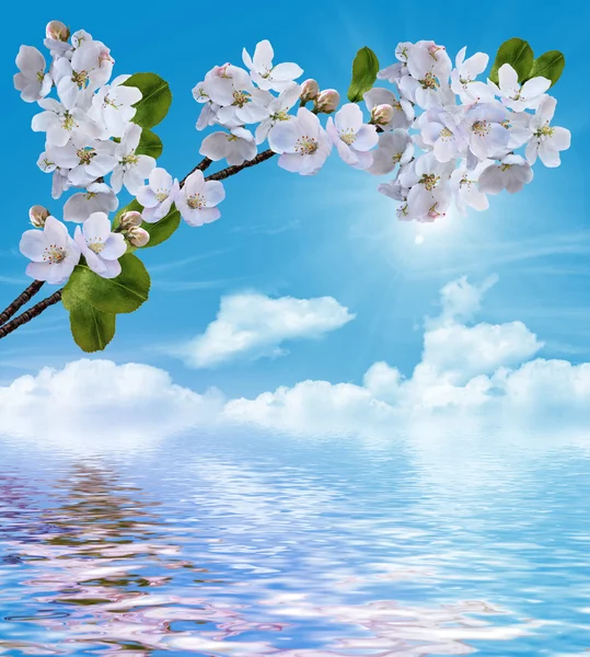 Ramo da cereja floresce contra o céu azul com nuvens — Fotografia de Stock