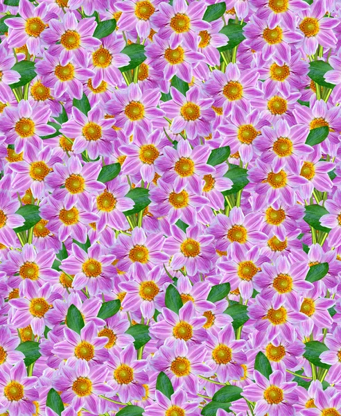Dahlienblüte — Stockfoto