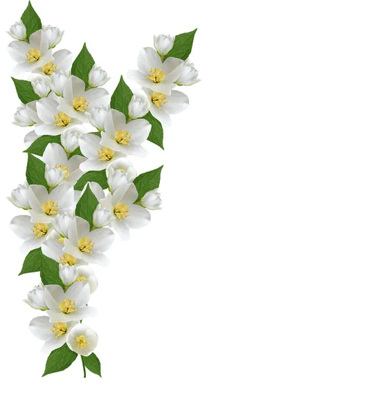 Rama de flores de jazmín aisladas sobre fondo blanco —  Fotos de Stock
