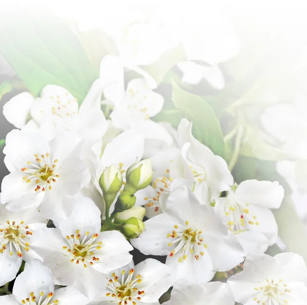 Frühlingslandschaft mit zarten Jasminblüten — Stockfoto