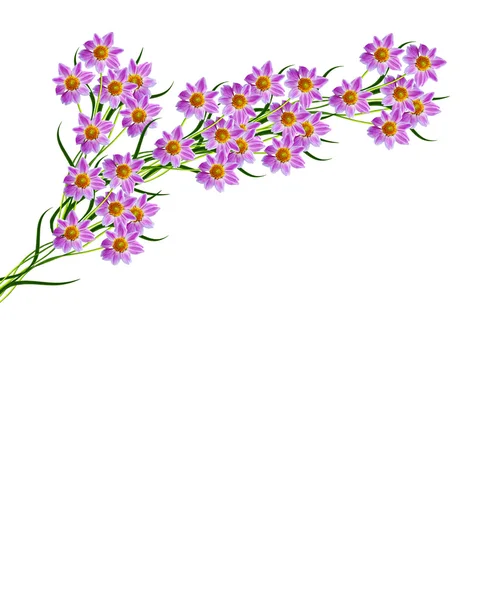 白い背景に孤立したダリアの花 — ストック写真