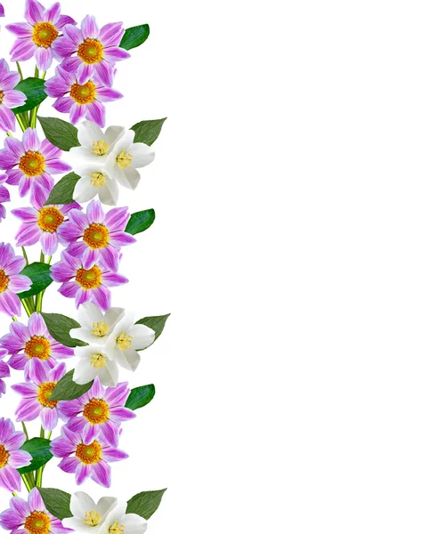 흰 배경에 따로 떨어져 있는 다 울리아 꽃 — 스톡 사진