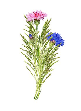 Beyaz arka plan üzerinde izole Peygamber çiçekler