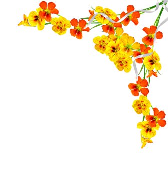 Beyaz arkaplanda izole edilmiş nasturtium çiçekleri