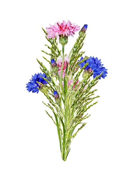 Flowers cornflowers isolated on white background — Stock Photo, Image