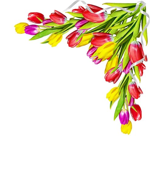 Blommor, tulpaner — Stockfoto