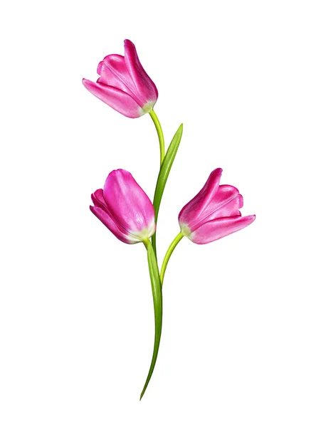 Spring flowers tulips isolated on white background — Stock Photo, Image